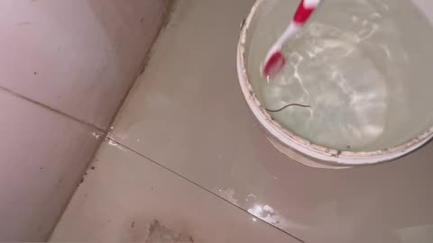 Saap Nikal Gaya Bathroom Main | Ghar Main Nikla Snake