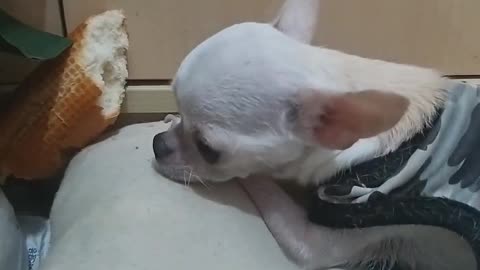 My baby eats bread