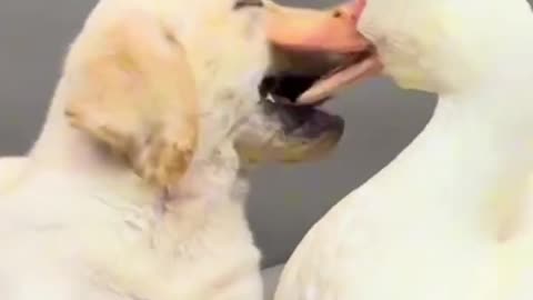 Duck and puppy 🤣