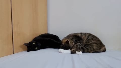 This cat is kneading his brother's head.2