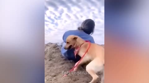 Animal funny video