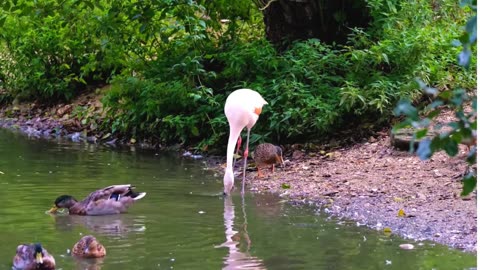 Feathered Friends: Exploring the World of Birds