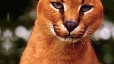 Funny animals, cute dog vedio, funny tiger vedio