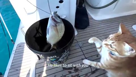 Cat Found In The Rain Loves To Swim From His Boat House