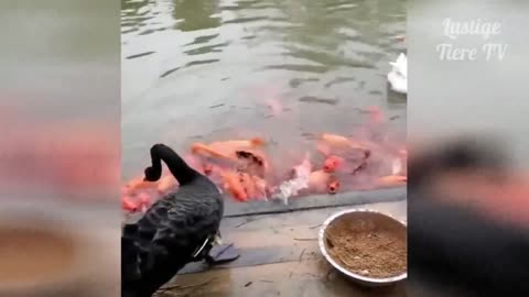 Beautiful Ducks feed the fish in pond