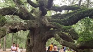 One of the biggest and oldest trees in the United States