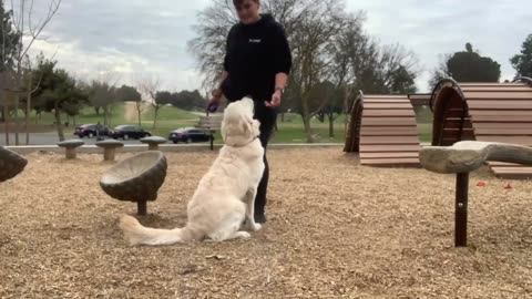 Y2meta.app - 10 Month Old English Cream Retriever _Oliver_ _ Bay Area Dog Training