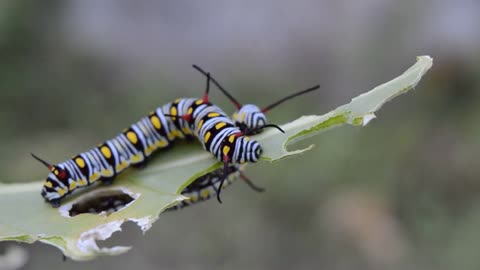 Caterpillar eating( beautiful Caterpillar )