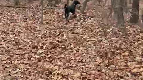 A Dog in the woods!!!