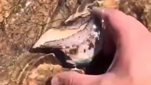 Top viral fish fishing Amazing fish video ,fishing video TIK TOK 5