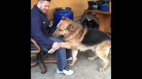 Playing with my German Shepherd (14 years old)