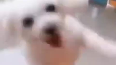 cute,dancing dog video