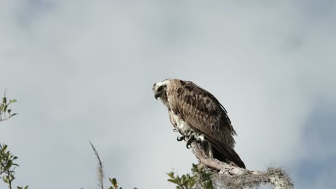 Perched Osprey after eating a fish