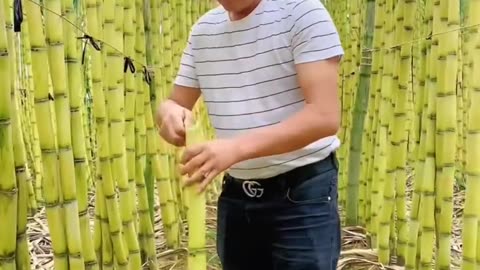 Let's Having A Good Feel Of The Sugarcane #satisfying #short