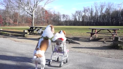 Dogs' Epic Shopping Cart Voyage