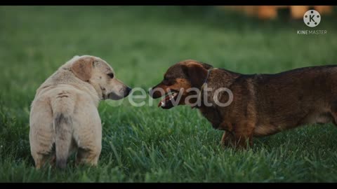 Dog Feel Relxing With Ananother Dog