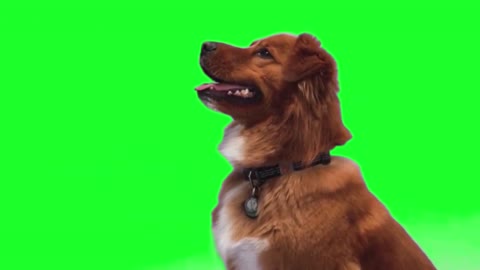 Green screen dog training - Puppy hand shake video