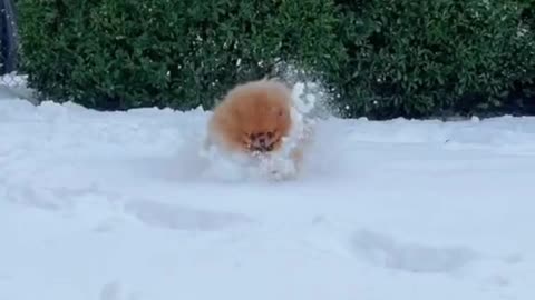 dog in the snow