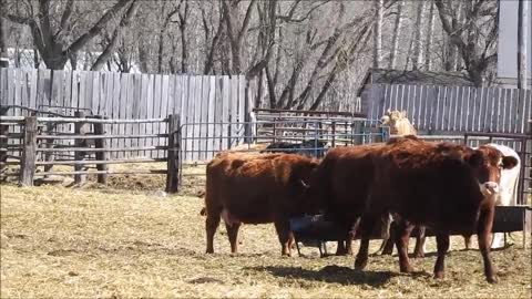 Cows in Pasture