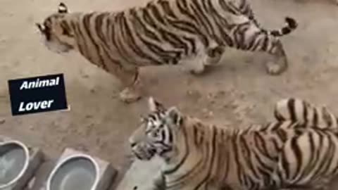 Funny Animals Videos