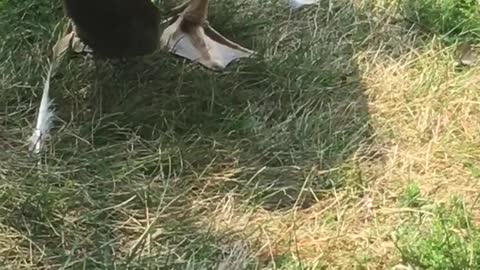 Bert, my special needs goose eating grass