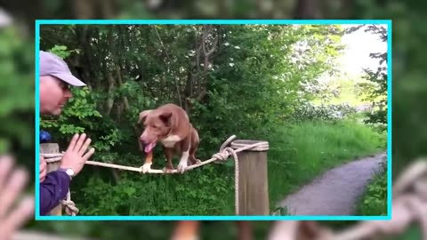 Dogs training in fun way