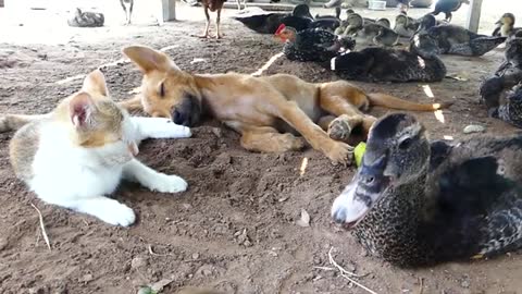 La convivencia entre un perro ,gato y otros animalitos