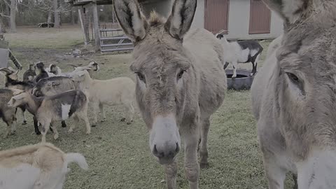 Goats Donkeys and a barking dog lol At the farm feeding everyone South Georgia Farm Life