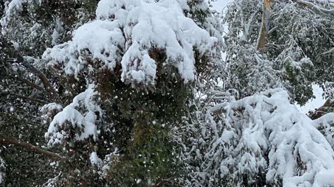 Spooky Snow Storm