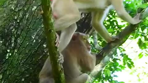 Don't skip some romantic moments of the monkey family, watch the whole thing and enjoy it 100% true