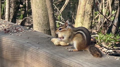 Peanut hunt for chippy today