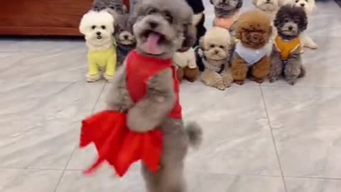 THE PUPPIES ARE DANCING LIKE HUMANS