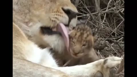 lioness and her little cub