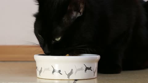 A Black Cat Eating 4K