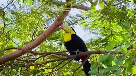 Beautiful and strange what kind of birds are and how they feed