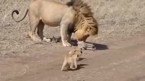 The lion father attempts to escape from his playful cubs