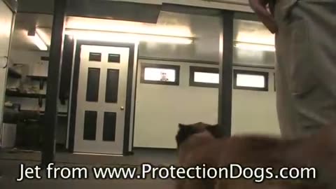 Commanding Protection Dog Eyewitness the Instant Aggression of a Trained Protection Dog