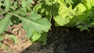 Backyard Los Angeles Honey Bee Works Arugula Flower