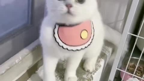 Cute Kitten In beautiful cat video