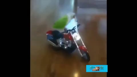 Parrot riding a bike. Very funny