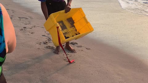 Baby turtles release in Puerto Vallarta