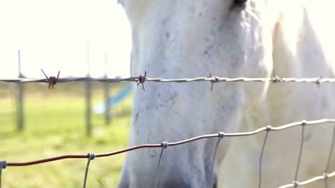 White horse behind barbwire fence