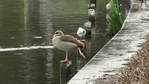 goose-water-pond-water-bird-bird