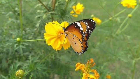 The most beautiful thing is in the yellow bed