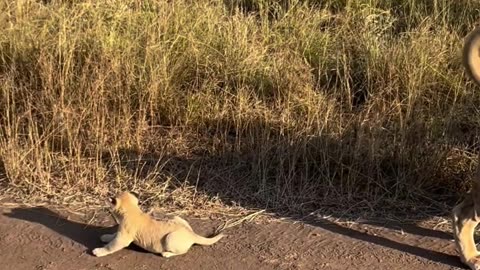 Lioness plays with cub