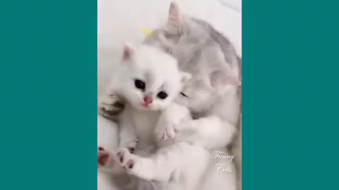 Cat mom's Love 🤗🤗😍