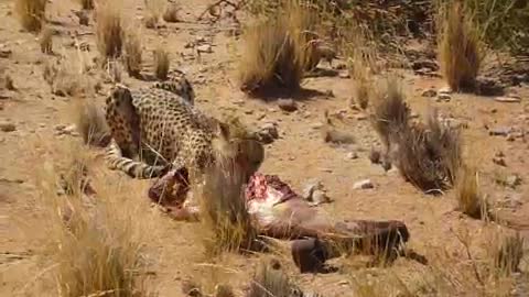 Rescued cheetah shows what it means to be a carnivore