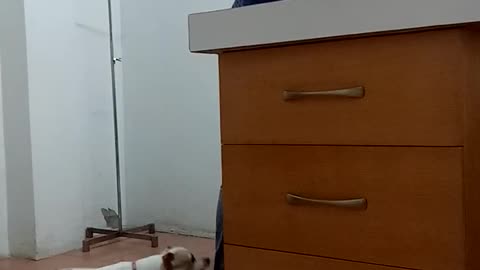 Dog Checks On Friend During Vet Visit