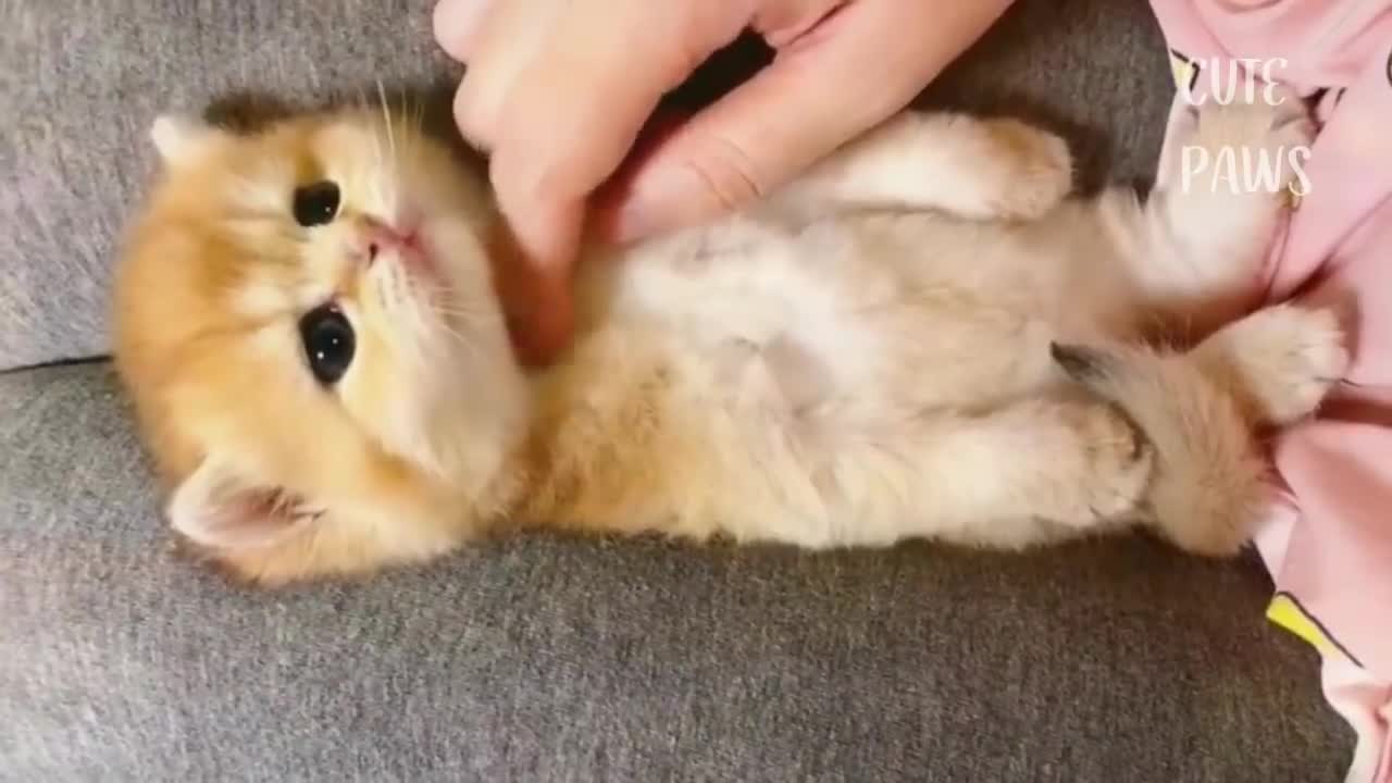 Baby animals funny cats and dogs best sale
