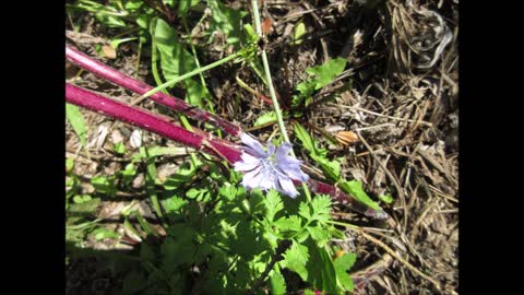 Relieving Stress Chicory Sept 2021